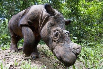 Le dernier rhinocéros de Sumatra vivant en Malaisie est mort